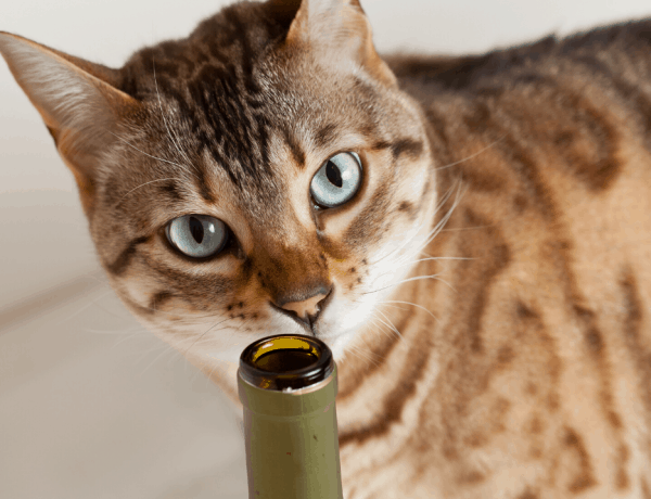 tabby cat staring directly forward will sniffing a bottle of wine
