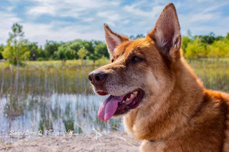 Senior Dog Essentials: Everything You Need for Older Dogs – Heads