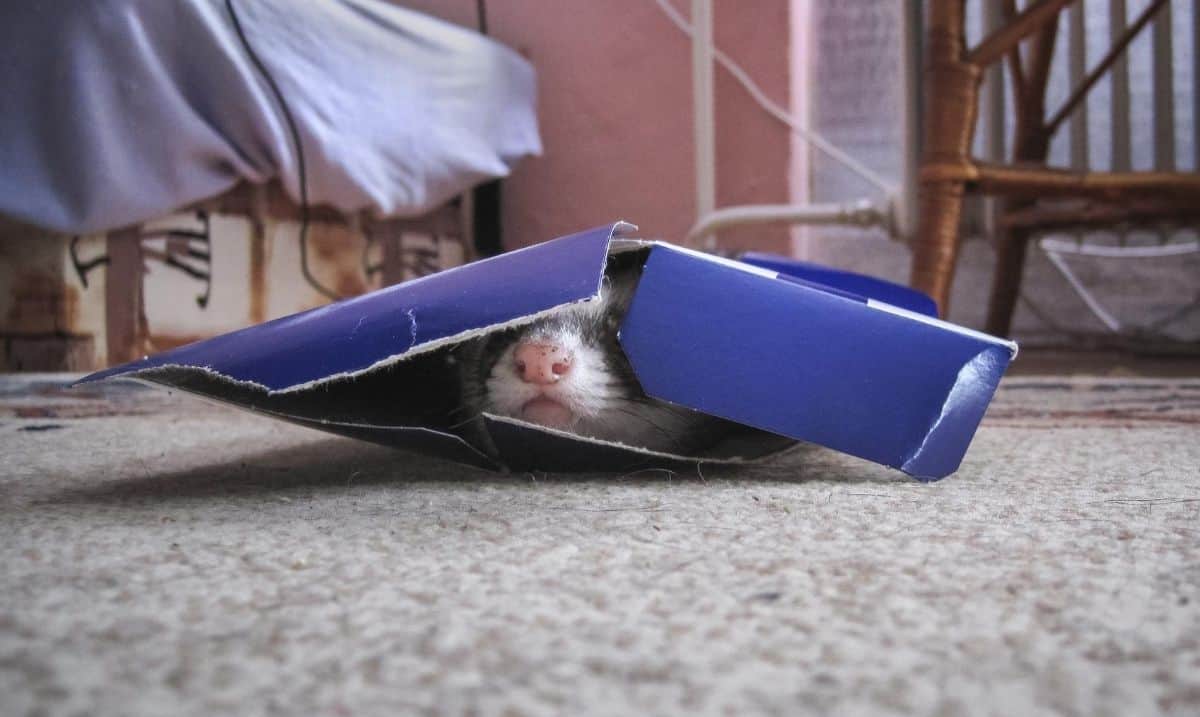 small black and white ferret peeking out from hiding in a blue cardboard box on a carpeted floor