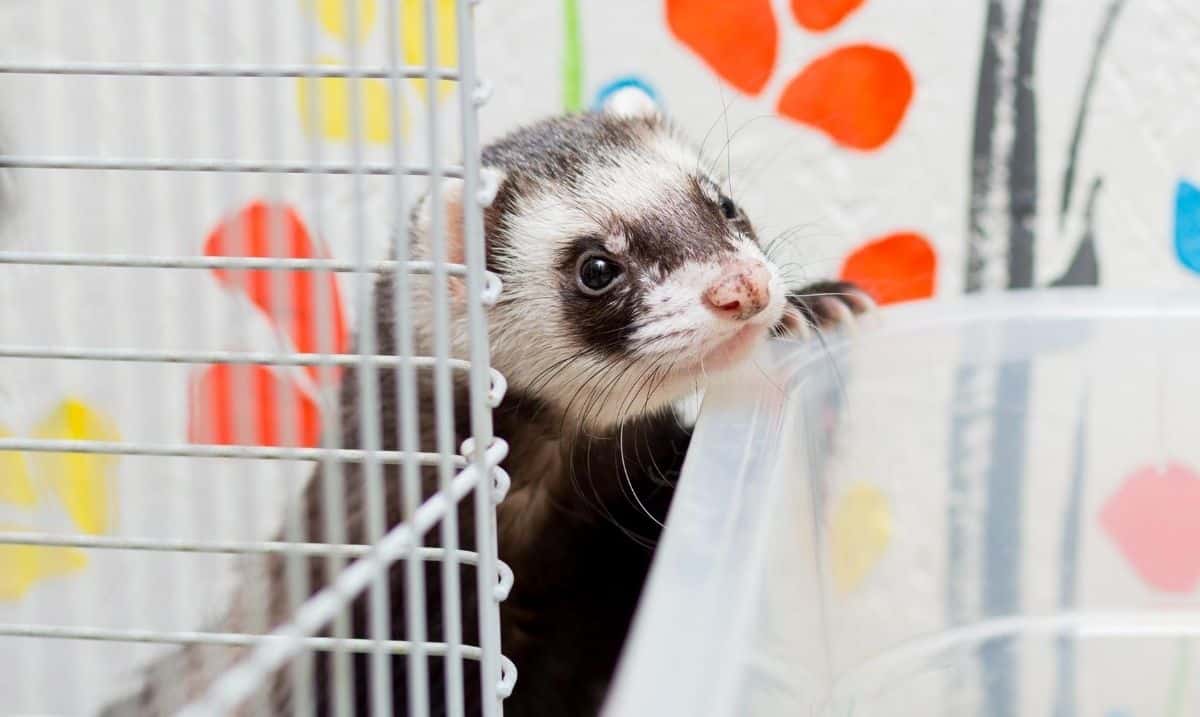 brown and white ferret standing behind a cage peeking into a clear storage bin