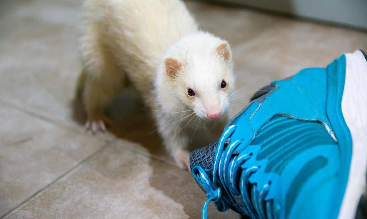 white ferret playing with a blue running shoe on a tile floor