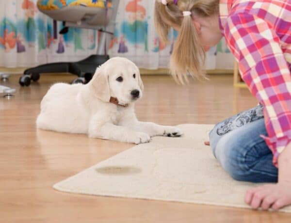 View of 9 Crate Games and Activities for Dogs - Shed Happens