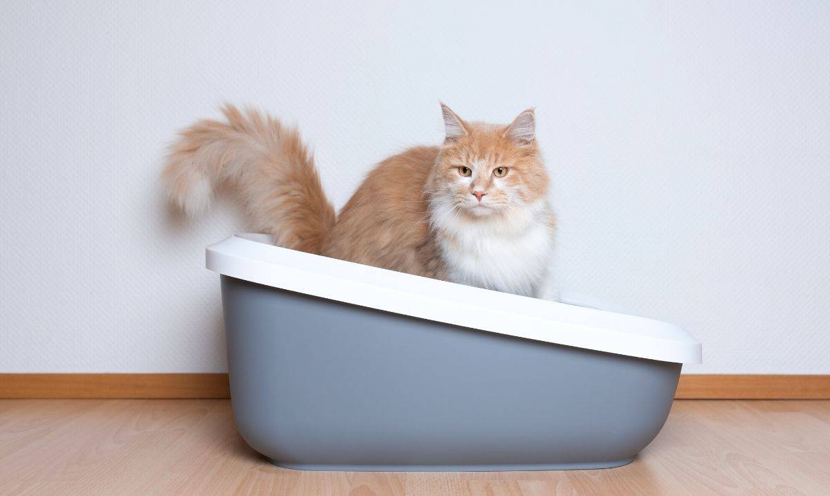 orange and white long-haired cat standing in a white and blue litter box on a light brown wooden floor 