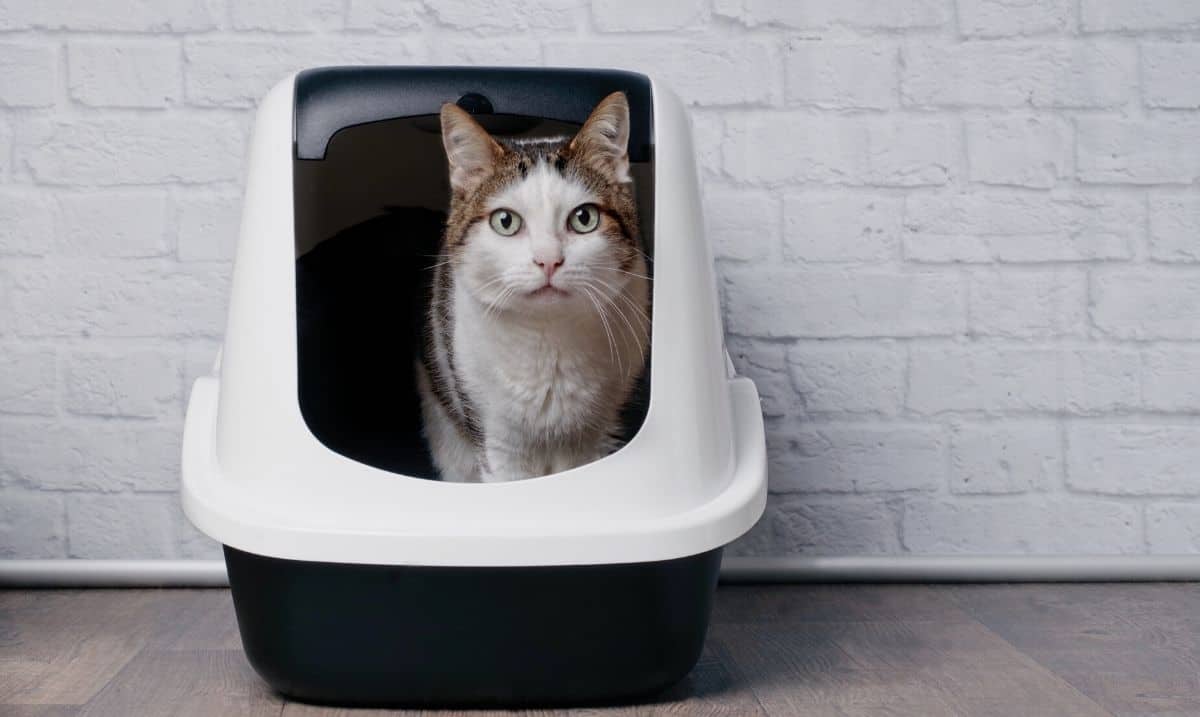 brown and white cat standing in a white and black covered litter box, staring out the front entrance