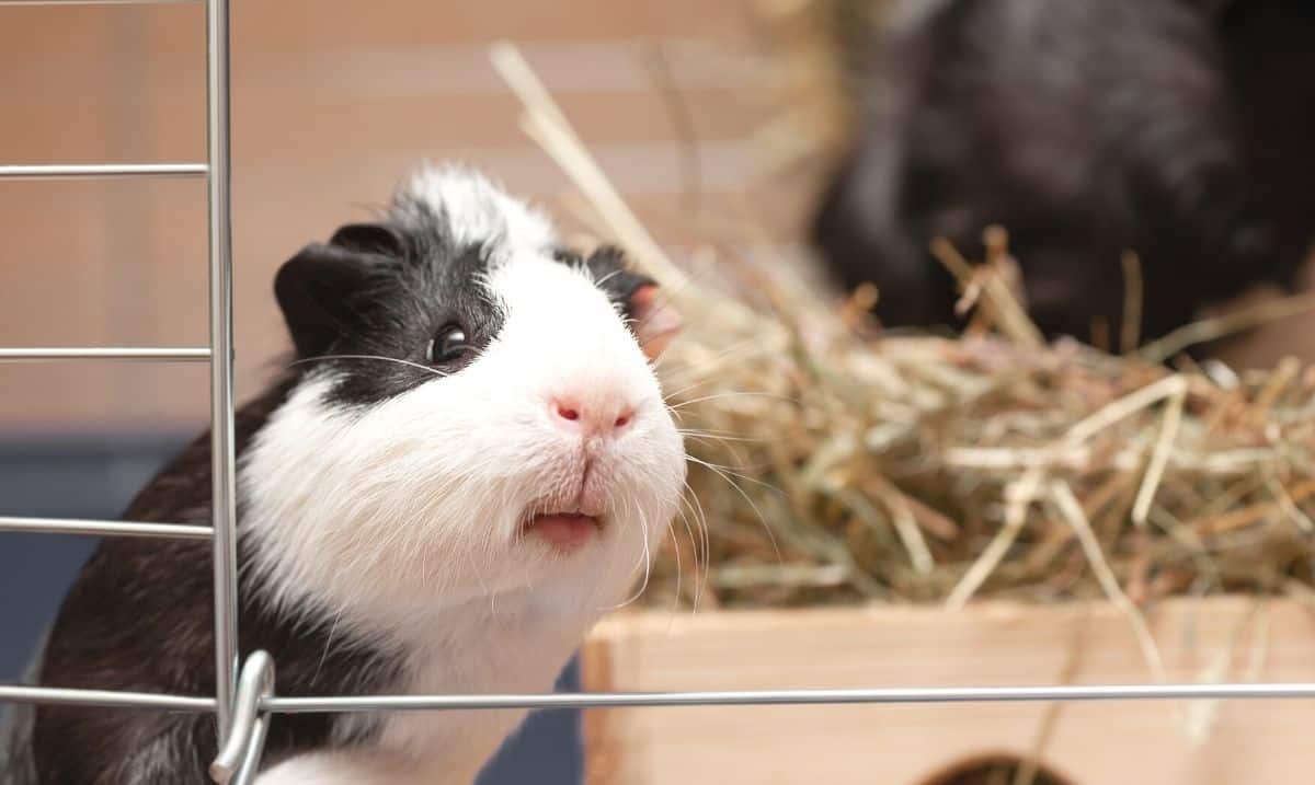black and white guinea pig looking out the door of it's cage with a bed of timothy hay beside it