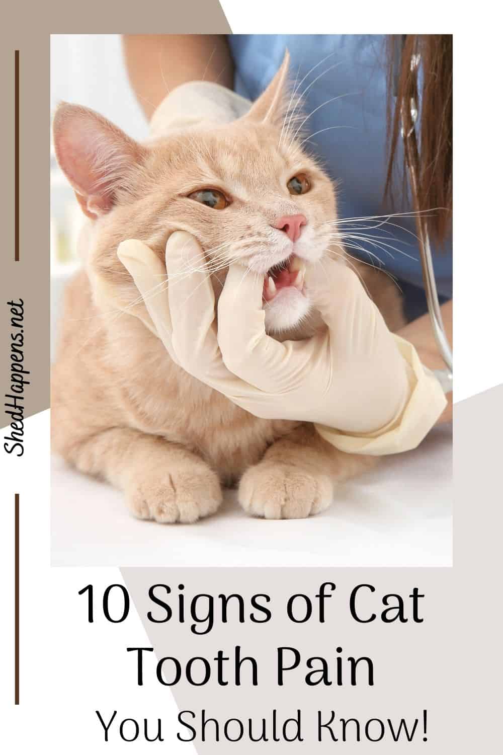 An orange tabby cat is laying on an examination table, a veterinarian wearing blue scrubs is leaning over it, holding its mouth open with a gloved hand. Text states 10 signs of cat tooth pain you should know!