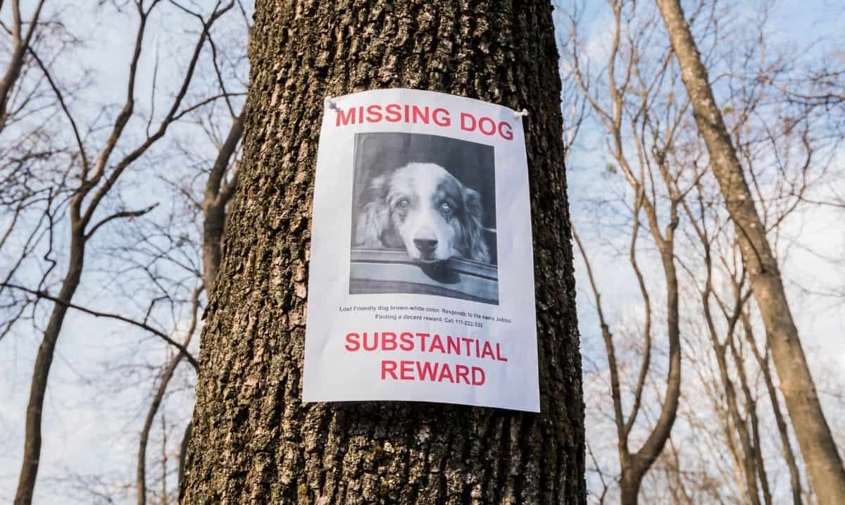 what-to-include-on-a-missing-pet-poster-including-free-template-shed-happens