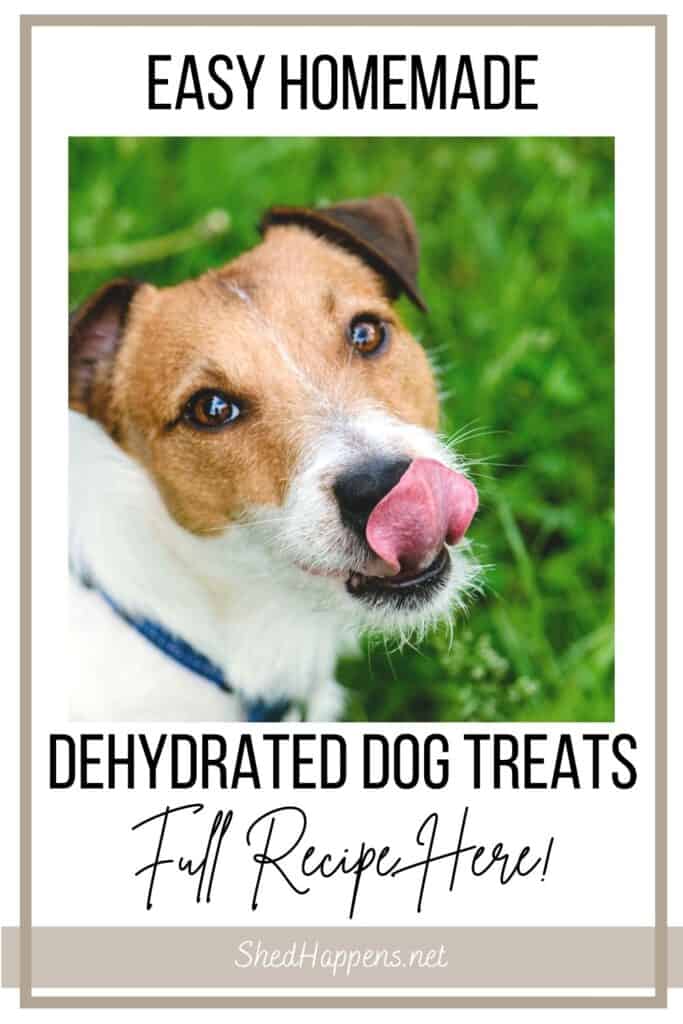 A small Jack Russel terrier dog standing outdoors in the grass, wearing a blue collar and licking its lips while looking up. Text announces: easy homemade dehydrated dog treats, full recipe here. 