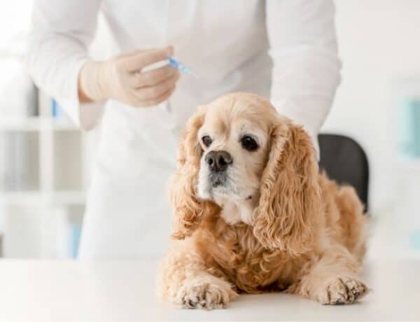 small brown dog getting vaccinated by veterinarian