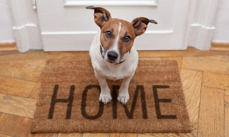 dog sitting on welcome mat