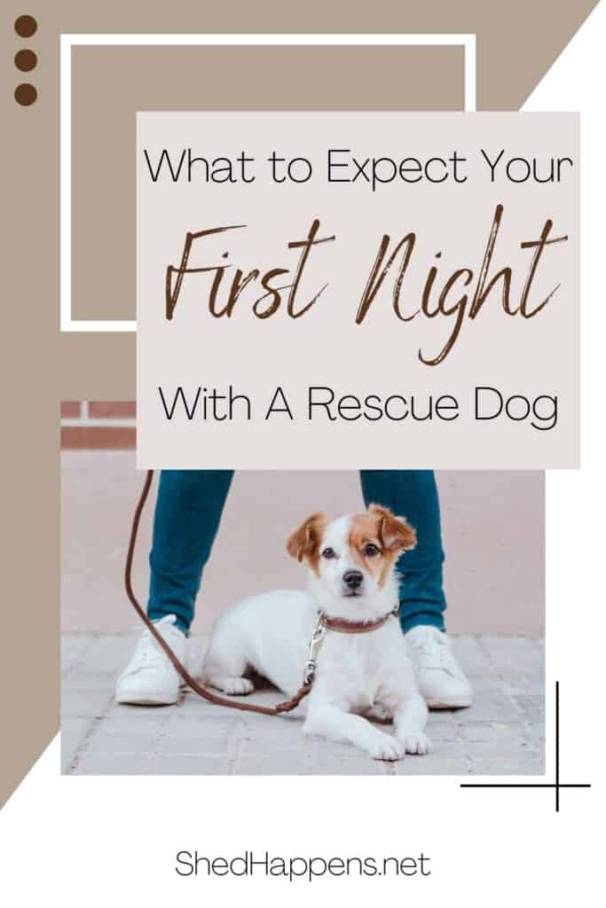 small dog on leash, owner standing over it, text says: what to expect your first night with a rescue dog 
