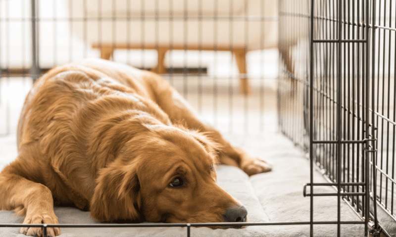 dog laying in crate | 9 Crate Games and Activities for Dogs