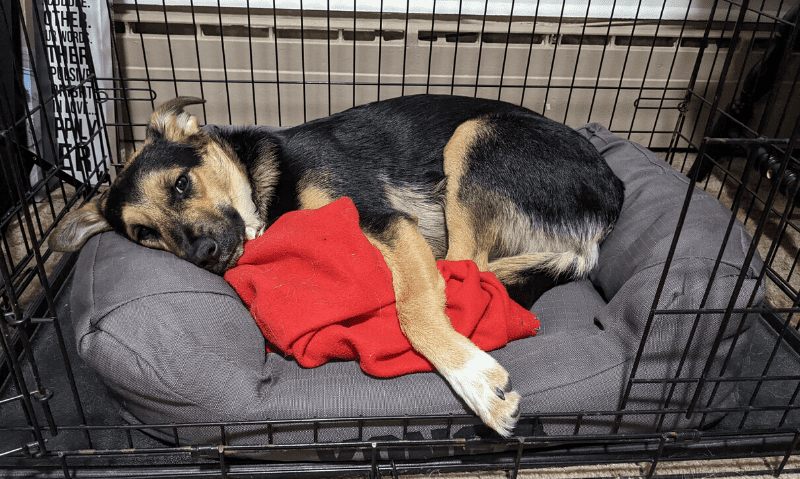 dog laying on bed in crate | 9 Crate Games and Activities for Dogs