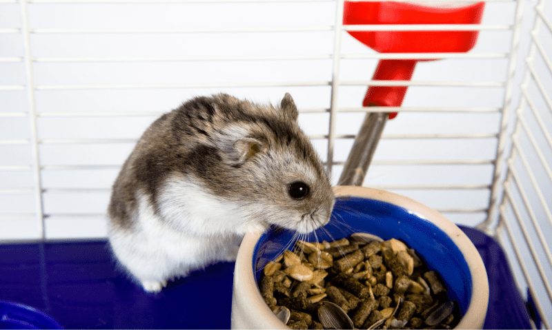 hamster eating from bowl in cage | Small Animal Rescue: Where to Adopt Your Next Pocket Pet