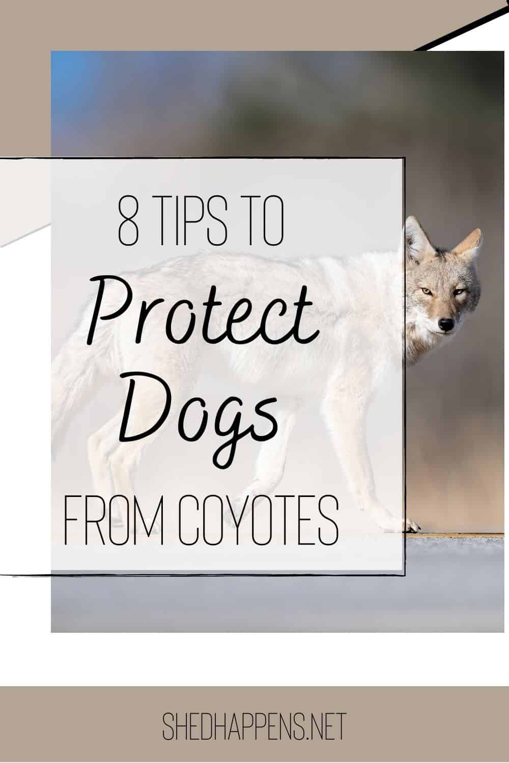 8 Tips to Protect Dogs from Coyotes - Shed Happens - How To Protect Dogs From Thread