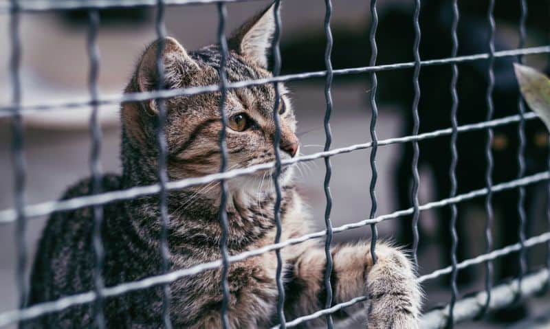 cat looking out a cage door | What Is a Retail Rescue?
