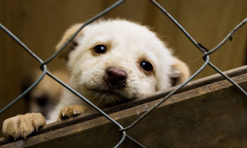 puppy looking out of a cage | What Is a Retail Rescue?