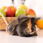 guinea pig lying in front of a basket of apples | Can Guinea Pigs Eat Apples?
