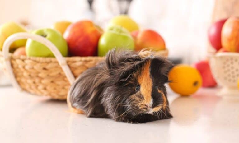 guinea pig lying in front of a basket of apples | Can Guinea Pigs Eat Apples?