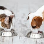 dog and cat eating out of silver food bowls side by side | Shopping for Pet Food with Confidence