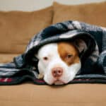 pitbull on a couch snuggled under blankets | How to Create a Stress-Free Sanctuary for Your Anxious Rescue Pet