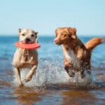 two dogs playing with a frisbee at the lake | The Risks of Water Intoxication in Dogs