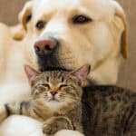 dog and cat cuddling together | A Fresh Start for Your Rescue Pet: Revitalizing Skin Health After Adoption