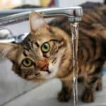 tabby cat standing by a running tap | How to Spot (and Treat) Dehydration in Cats